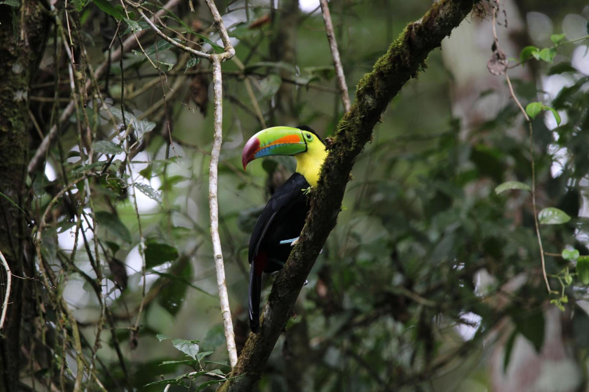 Serenity Rainforest Condos La Fortuna Luaran gambar